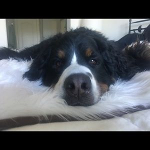 Meet your Posher, Suzanne